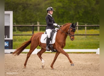 Ponydressage rider looking for a pony to lease or loan