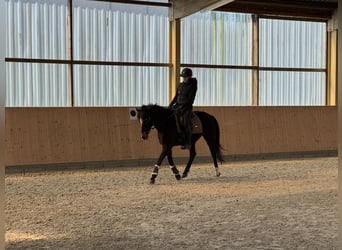 Pony/Pferd zur Verfügung gesucht