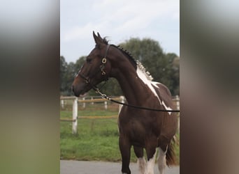 Pools halfbloed, Hengst, 1 Jaar, 165 cm, Gevlekt-paard