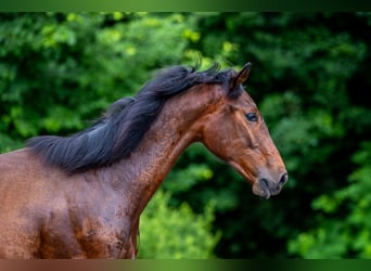 Pools halfbloed, Hengst, 1 Jaar, 176 cm, Donkerbruin