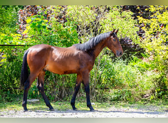 Pools halfbloed, Hengst, 1 Jaar, 176 cm, Donkerbruin