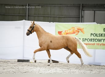 Pools halfbloed, Hengst, 2 Jaar, 165 cm, Palomino