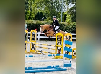 Pools halfbloed, Hengst, 2 Jaar, 165 cm, Palomino