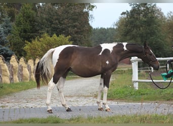 Pools halfbloed Mix, Hengst, 2 Jaar, 166 cm, Gevlekt-paard