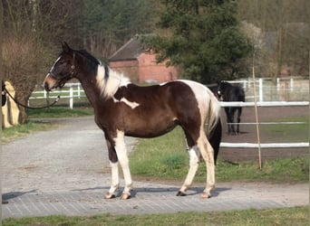 Pools halfbloed, Hengst, 2 Jaar, 166 cm, Gevlekt-paard