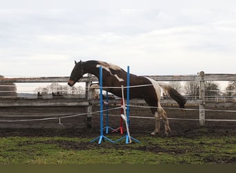 Pools halfbloed Mix, Hengst, 2 Jaar, 166 cm, Gevlekt-paard