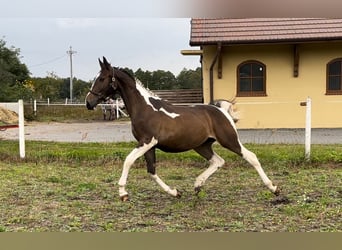 Pools halfbloed, Hengst, 2 Jaar, 166 cm, Gevlekt-paard