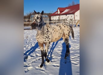 Pools halfbloed, Hengst, 2 Jaar, Appaloosa