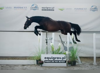 Pools halfbloed, Hengst, 2 Jaar, Donkerbruin