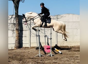 Pools halfbloed, Hengst, 3 Jaar, 161 cm, Palomino