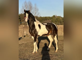 Pools halfbloed, Hengst, 4 Jaar, 167 cm, Gevlekt-paard