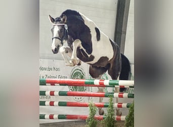 Pools halfbloed, Hengst, 4 Jaar, 167 cm, Gevlekt-paard