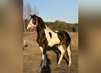 Pools halfbloed, Hengst, 4 Jaar, 167 cm, Gevlekt-paard