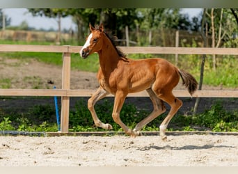 Pools halfbloed, Hengst, Veulen (06/2025), Bruin