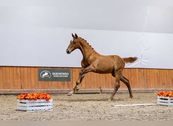 Pools halfbloed, Hengst, Veulen (03/2025)