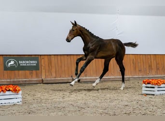 Pools halfbloed, Hengst, Veulen (03/2025)