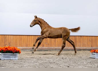 Pools halfbloed, Hengst, Veulen (03/2025)