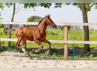 Pools halfbloed, Hengst, Veulen (05/2025)