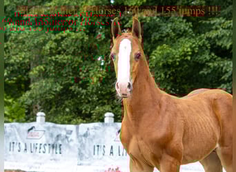 Pools halfbloed, Hengst, Veulen (06/2025), Vos