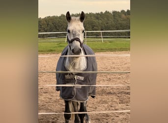 Pools halfbloed, Merrie, 10 Jaar, 160 cm, Appelschimmel