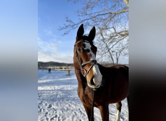 Pools halfbloed, Merrie, 10 Jaar, 173 cm, Bruin