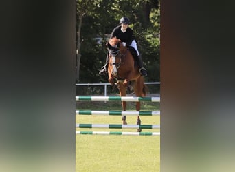 Pools halfbloed, Merrie, 10 Jaar, 173 cm, Vos