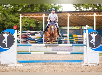 Pools halfbloed, Merrie, 11 Jaar, 163 cm, Donkere-vos