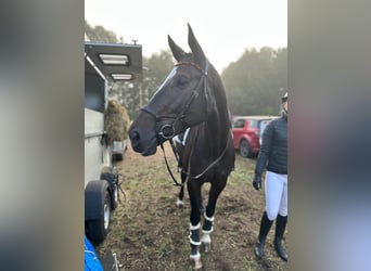 Pools halfbloed, Merrie, 11 Jaar, 175 cm, Donkerbruin