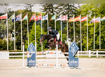 Pools halfbloed, Merrie, 11 Jaar, 175 cm, Donkerbruin