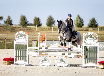 Pools halfbloed, Merrie, 11 Jaar, 175 cm, Schimmel