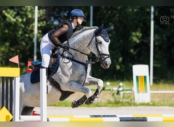 Pools halfbloed, Merrie, 11 Jaar, 175 cm, Schimmel