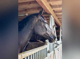 Pools halfbloed, Merrie, 12 Jaar, 166 cm, Donkerbruin