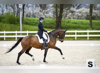 Pools halfbloed, Merrie, 12 Jaar, 167 cm, Bruin