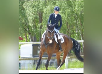 Pools halfbloed, Merrie, 13 Jaar, 172 cm, Bruin