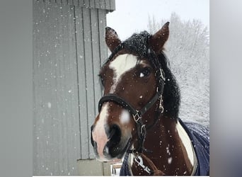 Pools halfbloed, Merrie, 14 Jaar, 153 cm, Gevlekt-paard