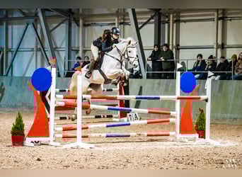 Pools halfbloed, Merrie, 14 Jaar, 160 cm, Vliegenschimmel