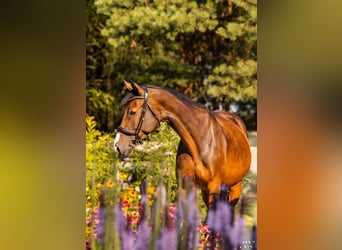 Pools halfbloed, Merrie, 15 Jaar, 161 cm, Bruin
