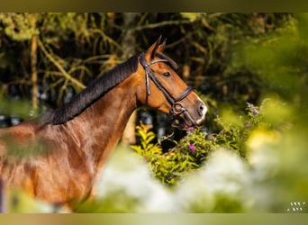 Pools halfbloed, Merrie, 15 Jaar, 161 cm, Bruin