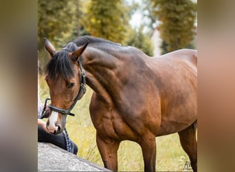 Pools halfbloed, Merrie, 15 Jaar, 161 cm, Bruin