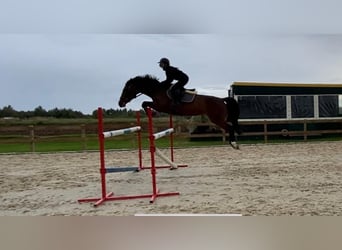 Pools halfbloed, Merrie, 15 Jaar, 161 cm, Bruin
