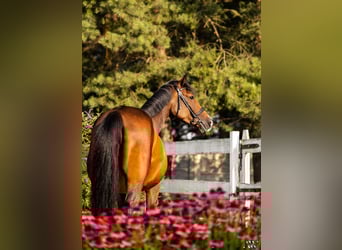 Pools halfbloed, Merrie, 15 Jaar, 161 cm, Bruin