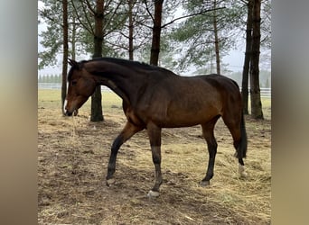 Pools halfbloed, Merrie, 15 Jaar, 161 cm, Bruin
