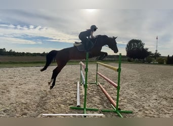 Pools halfbloed, Merrie, 15 Jaar, 161 cm, Bruin