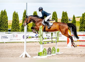Pools halfbloed, Merrie, 15 Jaar, 161 cm, Bruin