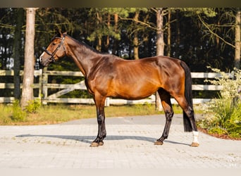 Pools halfbloed, Merrie, 15 Jaar, 161 cm, Bruin