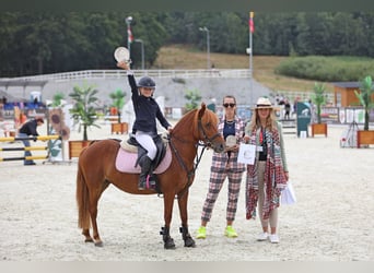 Pools halfbloed Mix, Merrie, 16 Jaar, 129 cm, Donkere-vos