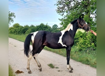 Pools halfbloed, Merrie, 1 Jaar, 155 cm, Gevlekt-paard