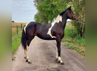 Pools halfbloed, Merrie, 1 Jaar, 155 cm, Gevlekt-paard