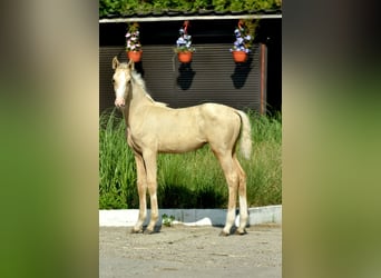 Pools halfbloed, Merrie, 1 Jaar, 165 cm, Palomino