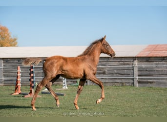 Pools halfbloed, Merrie, 1 Jaar, 167 cm, Vos